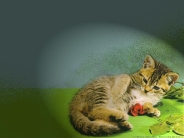 cat_wallpaper_123