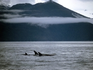 A_Family_of_Orca_Whales