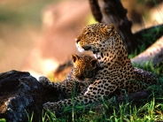 Babysitting, African Leopards