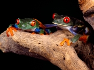 Best Buddies, Red-Eyed Tree Frogs
