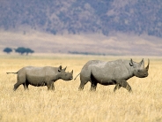 Black Rhinoceros Crossing the Savannah, Tanzania