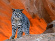 Bobcat, Utah