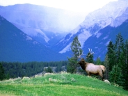 Bull Elk Overlook