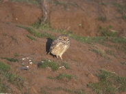Burrowing Owl, Santa Cruz, California