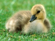 Canada Gosling