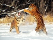 Cat Fight, Siberian Tigers