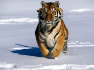 Charge!, Siberian Tiger