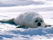 Content, Harp Seal