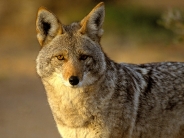 Coyote_Joshua_Tree_National_Park_California