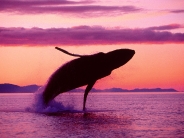 Crimson_Flight_Humpback_Whale_Alaska