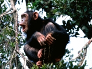 Crooning From The Treetops, Chimpanzee