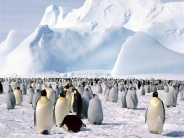Emperor_Penguins_Weddell_Sea_Antarctica