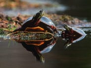 Family Bond, Turtles