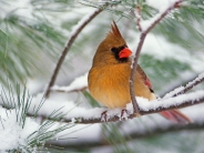 Female Northern Cardinal on a Snowy Pine