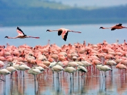 Flamingos, Lake Nakuru, Kenya