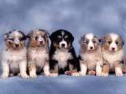 Fluffy_Five_Shepherd_Puppies