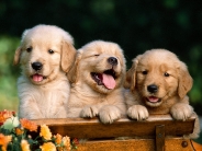 Friends_Forever_Golden_Retriever_Puppies