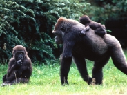 Gorilla Family