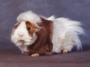 Guinea_Pig