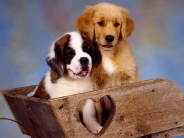 It_Takes_Two_St_Bernard_and_Golden_Retriever