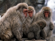 Japanese Snow Monkey