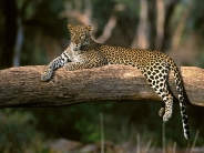 Lazy Leopard, Africa