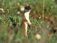 Least Weasel