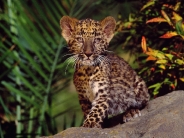 Leopard Cub