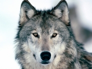 Look Into My Eyes, Winter Wolf