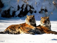 Lounging, Siberian Tiger Pair