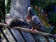 MHpigeons1600x1200