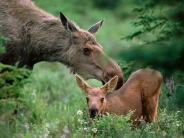 Mother Moose with Calf, Boreal Forest, Alaska