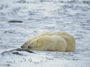 Polar Bear Cuddle