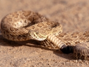 Prairie Rattlesnake, South Dakota