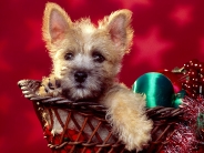 Season's_Wishes_Cairn_Terrier_Puppy