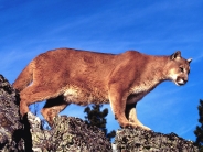Skylined, Cougar