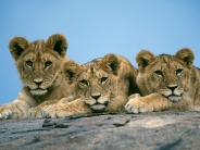 Sleepy Lion Cubs, Africa