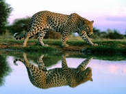 Spotted_Reflections_Africa