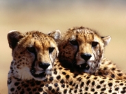 Strategic Planning, Cheetah Pair