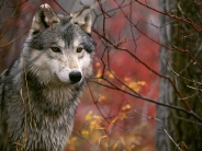 The Lookout, Gray Wolf
