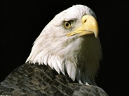 The_Nation's_Lookout_Bald_Eagle_Alaska