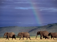 Walking_Beneath_the_Rainbow_Sky_Kenya