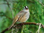 White-Crowned_Sparrow
