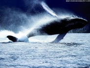 whale_wallpaper_15