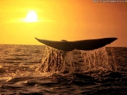 whale_wallpaper_25
