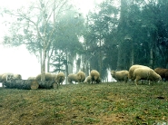 sheep_wallpaper_13