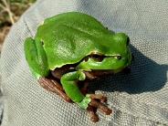 frog_wallpaper_10