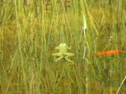 frog_wallpaper_11