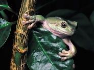 frog_wallpaper_13