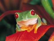 frog_wallpaper_30